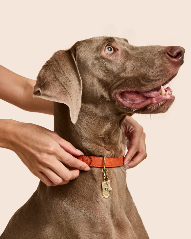PET IT ON Amulet Charm Set - Lucky Pawky + Dog Bone - ARTĒ Madrid